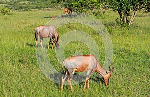 Animals in Maasai Mara, Kenya