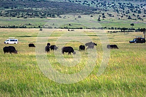 Animals in Maasai Mara, Kenya