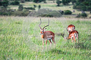 Animals in Maasai Mara, Kenya