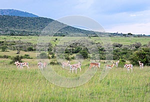 Animals in Maasai Mara, Kenya
