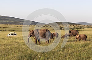 Animals in Maasai Mara, Kenya