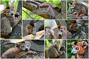 Animals of Madagascar â€“ collage of lemurs,Crown lemur