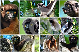 Animals of Madagascar â€“ collage of lemurs, Crowned sifaka lemur