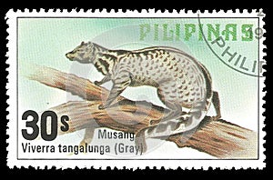 Animals, Malay Civet