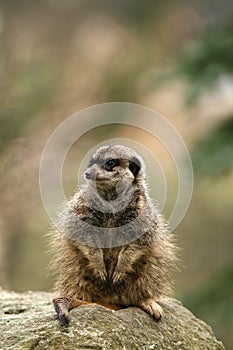 Animals: Meerkat sitting on a rock