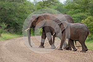 African elephant mamal animals in the national park kruger south africa photo