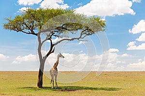 Giraffe under a tree in african savanna