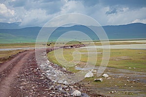 animals near the road in the crater of the Ngorongoro volcano in Tanzania