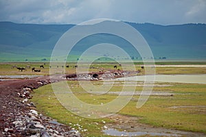 animals near the road in the crater of the Ngorongoro volcano in Tanzania.