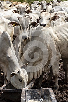 Animals of the Nellore zebu breed lick mineral salt in the trough placed in a pasture