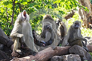 Animals in Ngorongoro, Tanzania