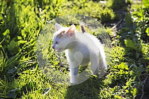 Animals. Outdoor photo of kitten cries