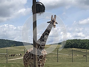 Animals in PA at various zoos and parks