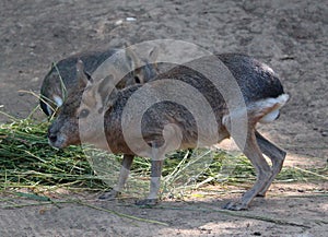 Animals - the Patagonian mara Dolichotis patagonum