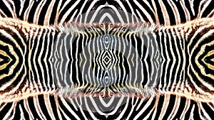 Animals Pattern, Zebra skin background, top view.