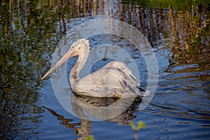 Animals. Photo of a pelican on the pond