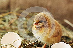 Animals. Photo portrait of chicken