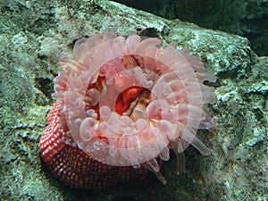 Animals: Pink Anemone