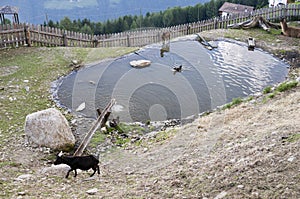 Animals by pond in Alps