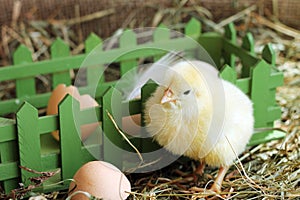 Animals. Portrait of adorable chicken