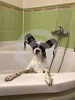 Animals. Portrait of a wet papillon puppy.