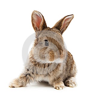 Animals. Rabbit isolated on a white