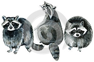 Animals raccoons on isolated white background, watercolor drawing. Wildlife clipart