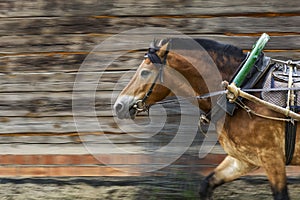 Animals. Red horse in a harness with a yoke, a shaft and an arc.