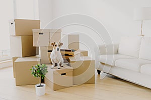 Animals, relocation and moving concept. Small pedigree dog poses on pile of carton boxes with personal hosts belongings, changes