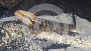 Animals and Reptiles - Large lizard discovered on a pathway leading to Greenmount Beach Qld Australia