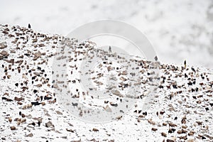 Animals returning from grazing in areas of high Karakoram Mountains