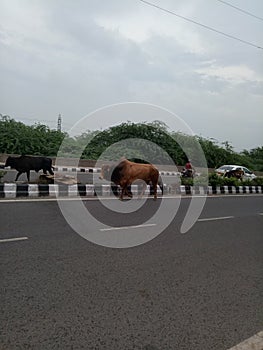 Animals in the roads and disturbing driving people