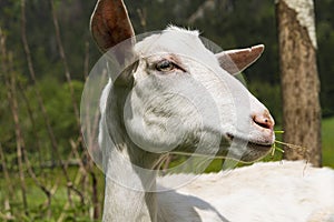 Animals Route des Cretes in France