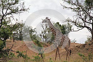 Animals at ruaha national park