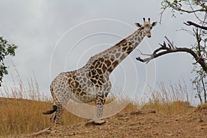 Animals at ruaha national park