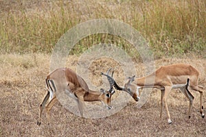 Animals at ruaha national park