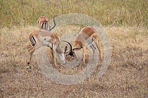 Animals at ruaha national park