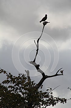 Animals at ruaha national park