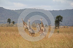 Animals at ruaha national park