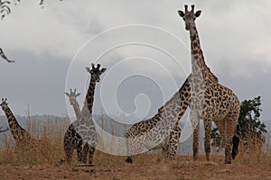 Animals at ruaha national park