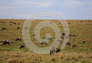 Animals in the savannah of Masai Mara national park in Kenya