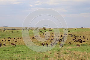 Animals in the savannah of Masai Mara national park in Kenya