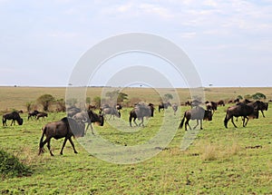 Animals in the savannah of Masai Mara national park in Kenya