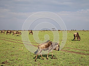 Animals in the savannah of Masai Mara national park in Kenya