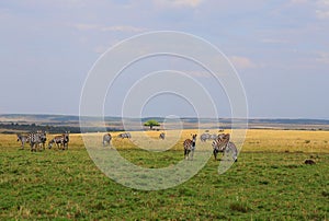 Animals in the savannah of Masai Mara national park in Kenya