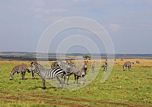 Animals in the savannah of Masai Mara national park in Kenya