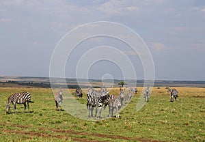 Animals in the savannah of Masai Mara national park in Kenya