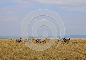 Animals in the savannah of Masai Mara national park in Kenya