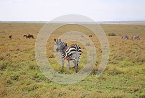 Animals in the savannah of Masai Mara national park in Kenya