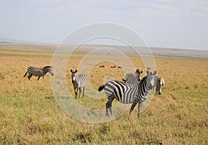 Animals in the savannah of Masai Mara national park in Kenya